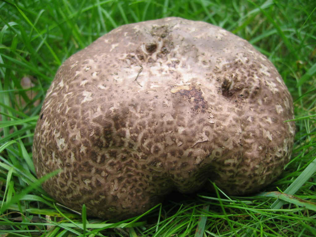2005 :  Un anno di funghi